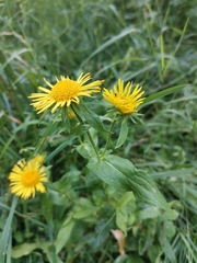 Pentanema britannica