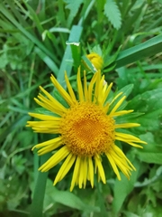 Pentanema britannica