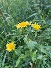 Pentanema britannica