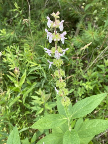 Epling's hedgenettle (Stachys eplingii)