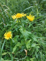 Pentanema britannica