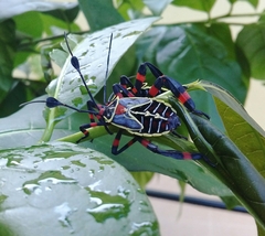 Pachylis acutangulus