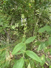 Stachys eplingii