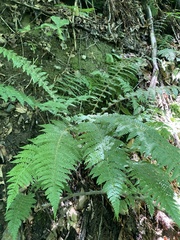 Polystichum braunii image