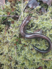 Plethodon elongatus