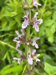 Stachys eplingii