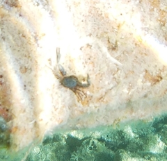 Pisidia