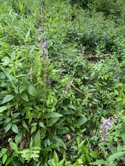 Stachys eplingii