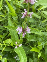 Stachys eplingii
