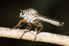 Aneomochtherus flavipes