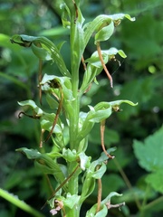 Hooker's Orchid (Platanthera hookeri)