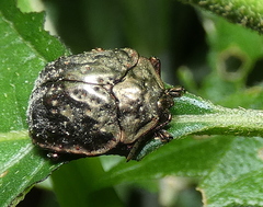 Polychalca aerea