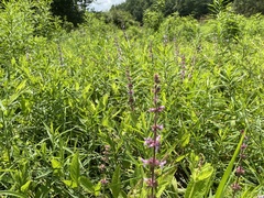 Stachys eplingii