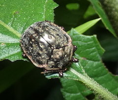 Polychalca aerea