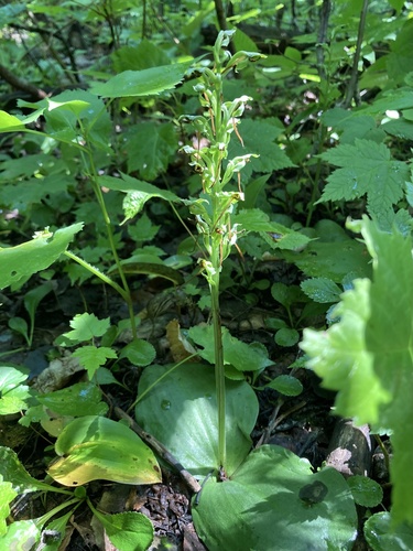 Hooker's Orchid — photo 1