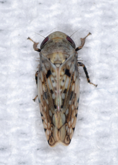 Menosoma cinctum