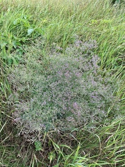 Limonium