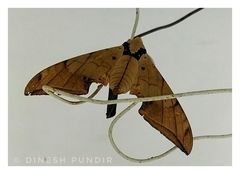 Ambulycini