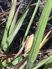 Hemeroplanis scopulepes