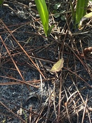 Hemeroplanis scopulepes