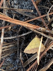 Hemeroplanis scopulepes