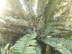 Encephalartos natalensis