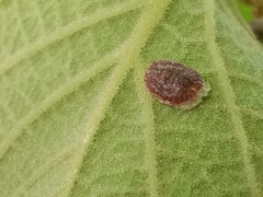 Pulvinaria hydrangeae