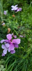 Hesperis matronalis