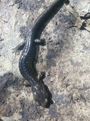 Aneides klamathensis