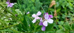 Hesperis matronalis