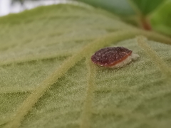 Pulvinaria hydrangeae