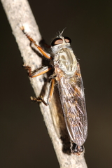Aneomochtherus flavipes