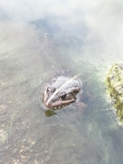 Pelophylax ridibundus