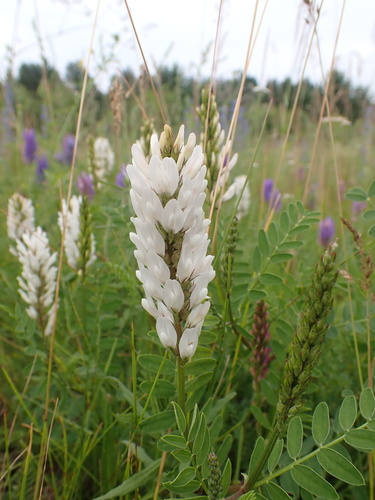 Laxmann's Milkvetch