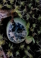 Bulbine mesembryanthemoides