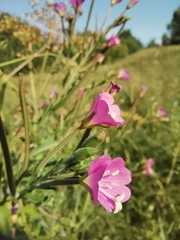 Epilobium hirsutum