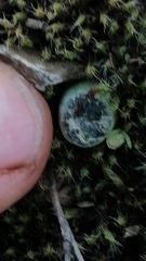 Bulbine mesembryanthemoides