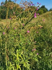 Epilobium hirsutum