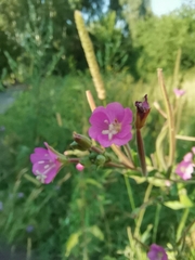 Epilobium hirsutum