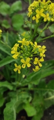Bunias orientalis
