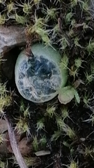 Bulbine mesembryanthemoides