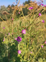 Epilobium hirsutum