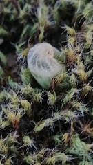 Bulbine mesembryanthemoides