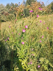 Epilobium hirsutum