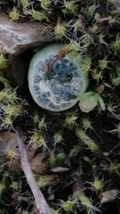 Bulbine mesembryanthemoides
