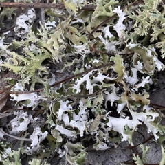 Cladonia prostrata