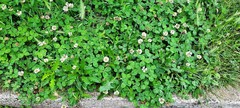 Trifolium repens