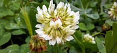 Trifolium repens