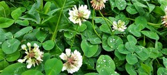 Trifolium repens