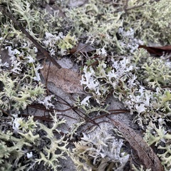 Cladonia prostrata